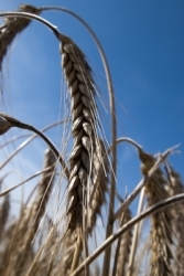 Erntedankfest: 49,3 Millionen Tonnen Getreide geerntet