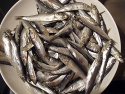 Fisch: Europa beschließt Fangquoten für 2014
