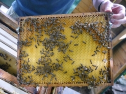 FH Münster: Fachbereiche untersuchen Honigbienen