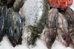 Verbraucherzentrale: Ratgeber hilft beim nachhaltigen Fischeinkauf